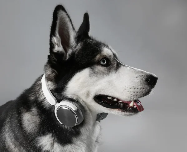 Portrait of young Husky in headphones — Stock Photo, Image
