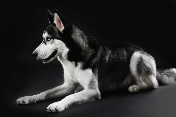 Jovem Husky deitado no fundo escuro — Fotografia de Stock