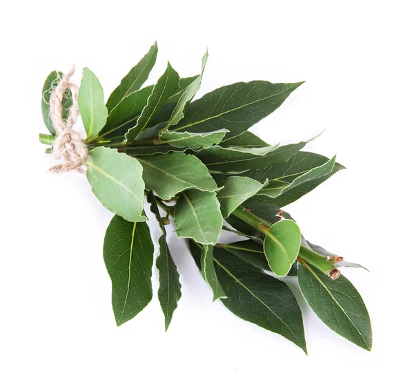 Ramitas frescas con hojas de laurel, aisladas sobre blanco — Foto de Stock