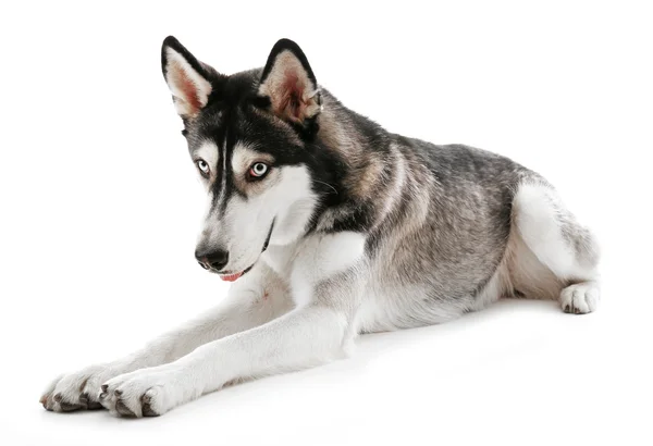 Husky siberiano deitado, isolado em branco — Fotografia de Stock