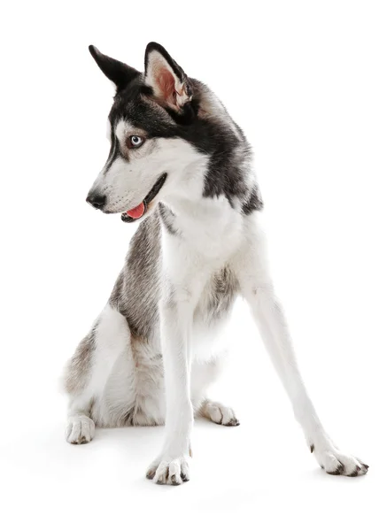 Siberian Husky sentado, isolado em branco — Fotografia de Stock