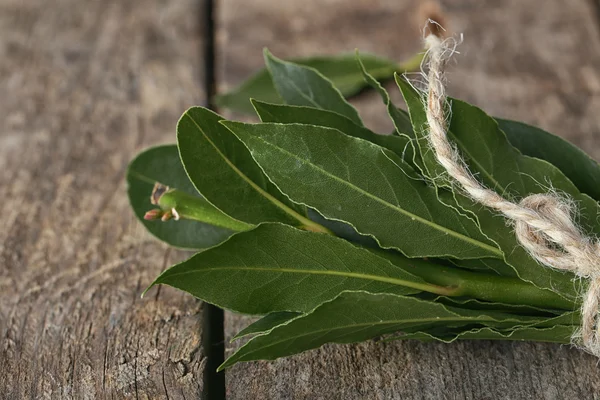 Fresh twigs with bay leaves — Stock Photo, Image
