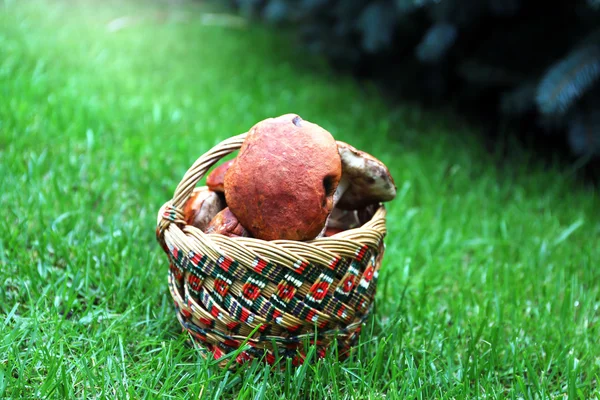 Basket of mushrooms on green grass — Stock Photo, Image