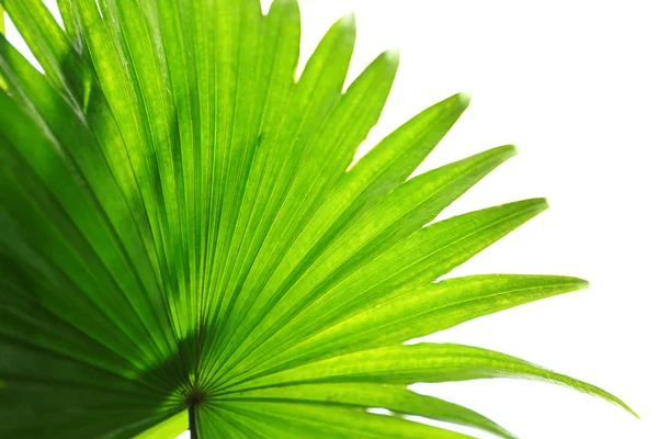 Hoja de palma (Livistona Rotundifolia palmera), de cerca — Foto de Stock