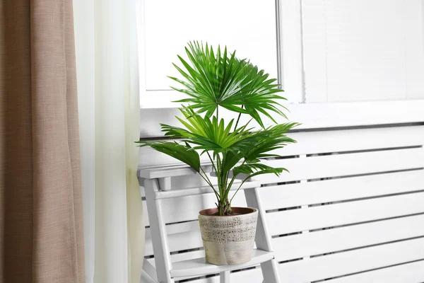 Palma (Livistona Rotundifolia) in vaso da fiori su scala a casa — Foto Stock