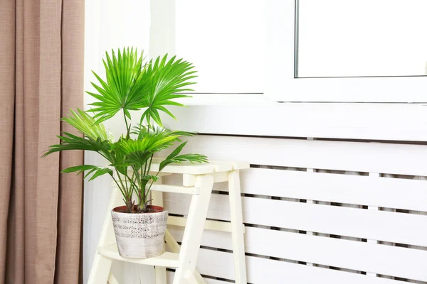 Palm tree (Livistona Rotundifolia) in flowerpot on ladder at home — Stock Photo, Image