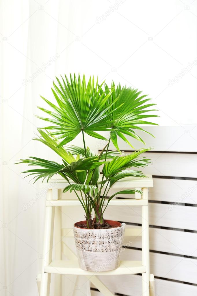 Palm Tree Livistona Rotundifolia Stock Photo Image By C Belchonock Palm Tree Livistona Rotundifolia Stock Photo Image By C Belchonock