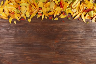 sonbahar yaprakları arka plan