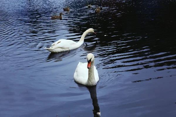 Лебеди на пруду в осеннем парке — стоковое фото
