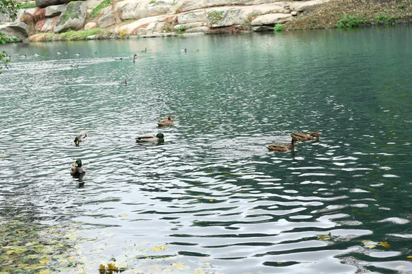 Lago nel parco autunnale — Foto Stock