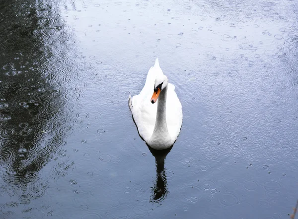 在秋天的公园池塘上只美丽的天鹅 — 图库照片