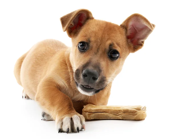 Filhote de cachorro com osso de brinquedo isolado — Fotografia de Stock