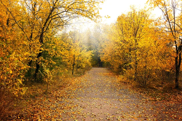 Autumn park with trees — Stock Photo, Image