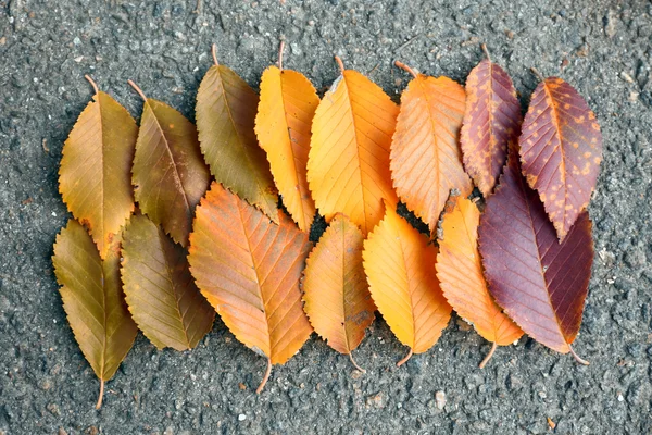 色鮮やかな紅葉 — ストック写真