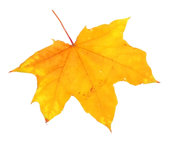 Autumn maple leaf isolated — Stock Photo, Image