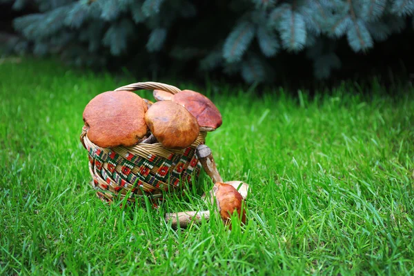 Kosz grzybów na trawie — Zdjęcie stockowe