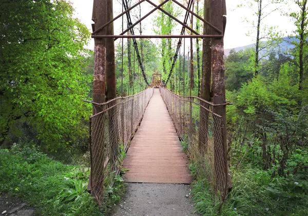 숲 속의 오래 된 다리 — 스톡 사진