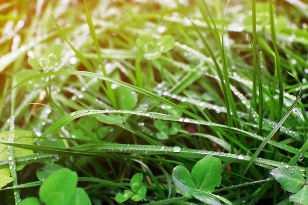 Green Grass background — Stock Photo, Image