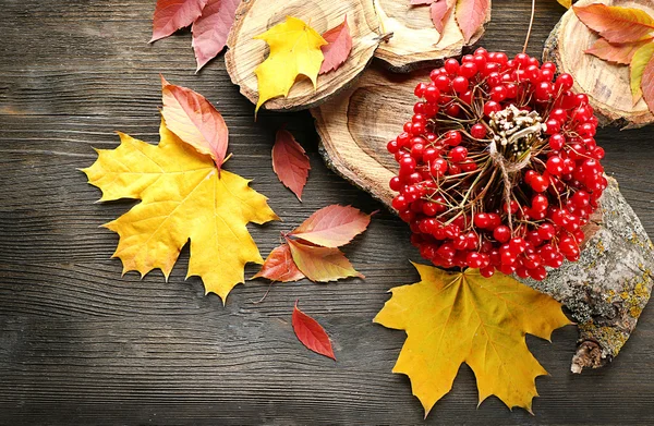 Gäng viburnum och färgglada löv — Stockfoto