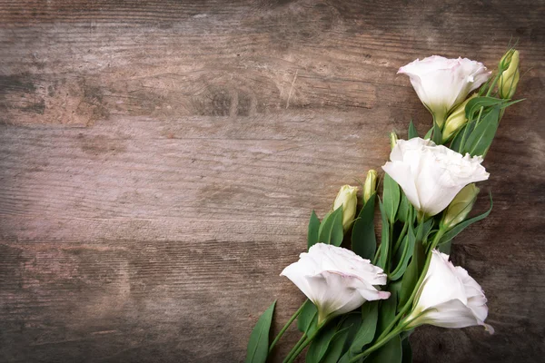 Krásné bílé květy — Stock fotografie