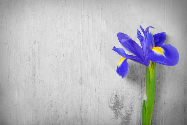 Mooie iris bloem — Stockfoto