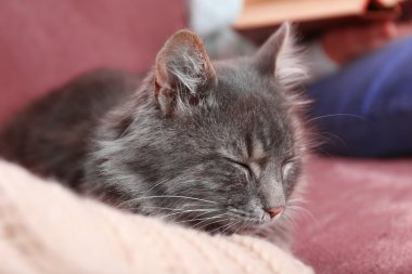 Divan odası, okuma kadının yanına oturan gri tembel kedi yakın çekim