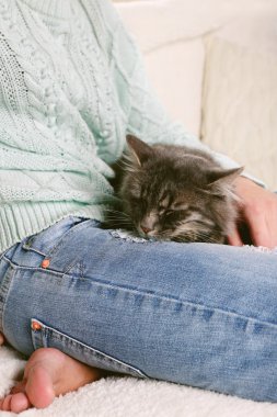 Kadının diz odasında uyuyan gri tembel kedi