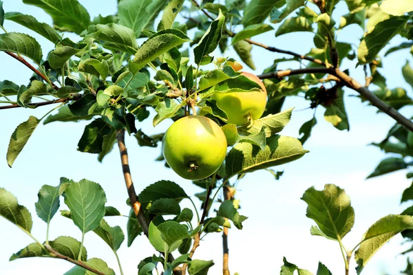 Tak van apple boom close-up — Stockfoto