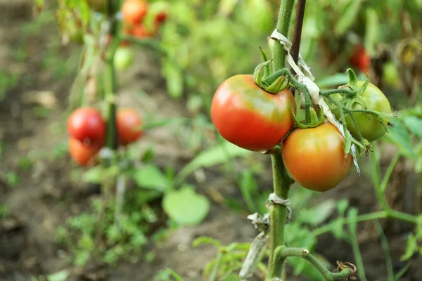 Tomatoes growing in garden — Stock Photo, Image