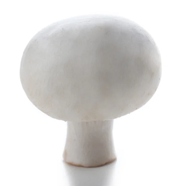 Fungo Champignon isolato su sfondo bianco — Foto Stock