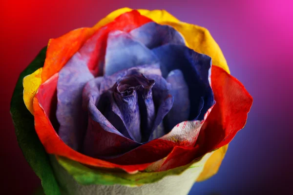 Beautiful painted rose — Stock Photo, Image