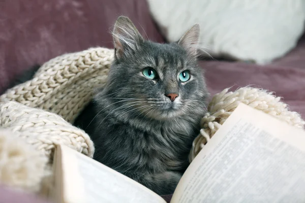 Grey lazy cat with knitted scarf and book on sofa in the room, close up — Stock Photo, Image