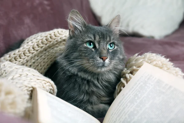 Gri tembel kedi örme eşarp ve divan odası, kitap ile yakın çekim