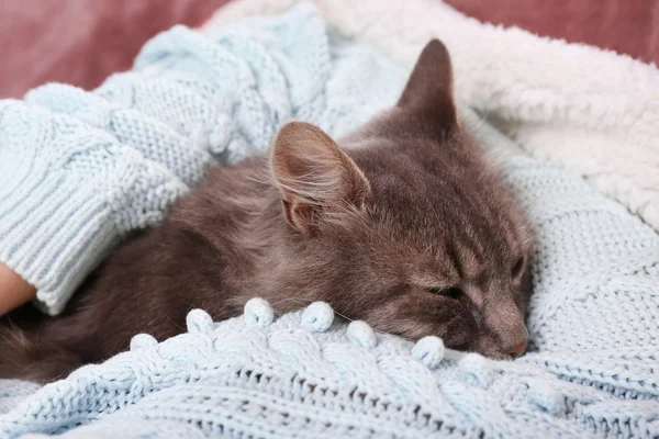 Kadın alır eller odasında kanepede güzel Gri kedi — Stok fotoğraf