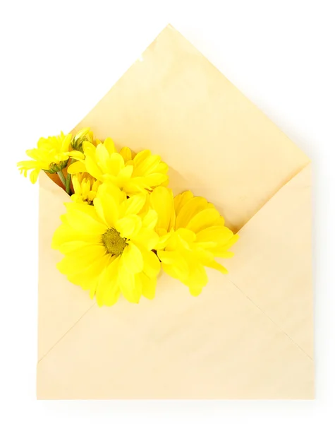 Crisântemo amarelo em envelope, isolado sobre branco — Fotografia de Stock