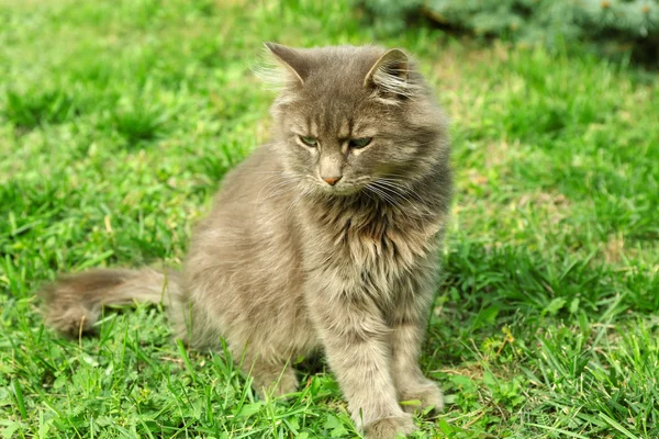 在绿色草地上只灰色的猫 — 图库照片