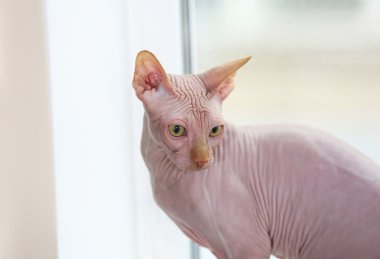 Sphynx kedi pencereden dışarı bakarak