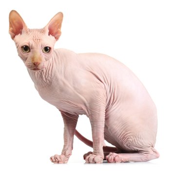 Beyaz izole kedi sphynx