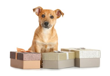 Küçük şirin köpek hediye kutuları ile
