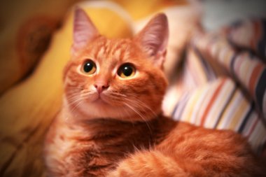 Kırmızı kedi closeup