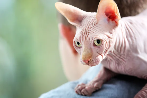 Genç adam omuzlarında oturan kedi sphynx — Stok fotoğraf