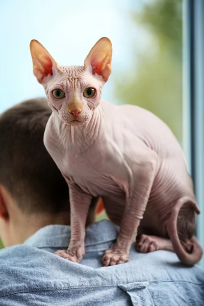 Gatto sfinge seduta su giovane uomo spalle — Foto Stock