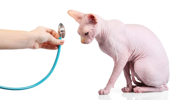 Esfinge de gato no veterinário — Fotografia de Stock