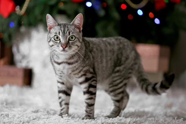 装飾でクリスマス ツリーの近くの美しい猫 — ストック写真