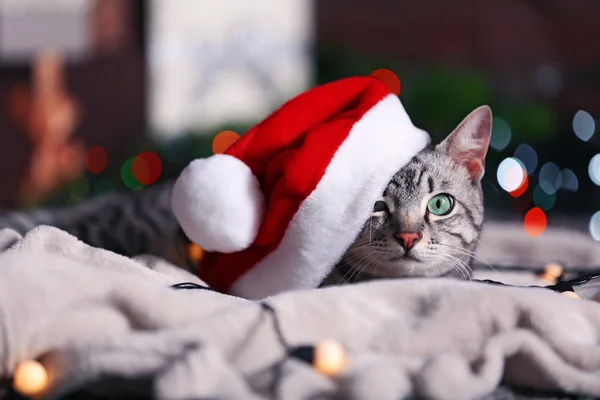 Bellissimo gatto vicino all'albero di Natale con decorazione — Foto Stock