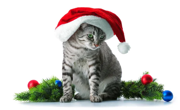 Christmas cat isolated on white — Stock Photo, Image