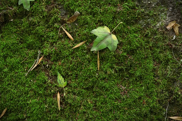 Musgo verde, de perto — Fotografia de Stock