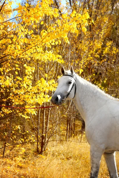 Pferd im herbstlichen Park — Stockfoto