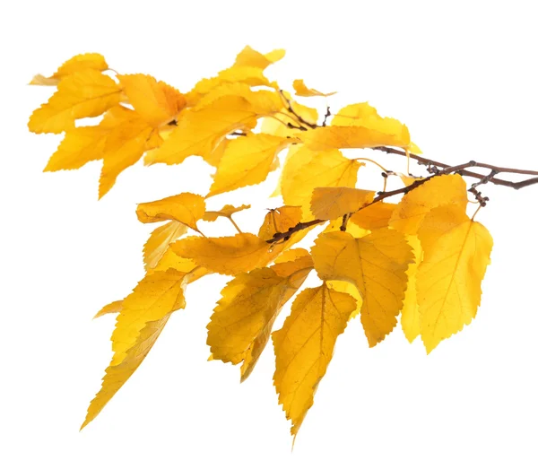 Hojas de otoño aisladas en blanco — Foto de Stock