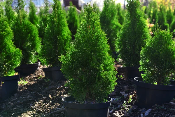 Hedge de árvores de thuja, close-up — Fotografia de Stock